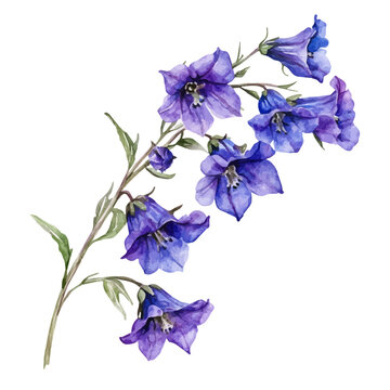 Larkspur Branch, charming watercolor vector with soft tones and graceful design, isolated on a white background.
