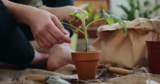 Person potting a young tomato seedling into a terracotta pot