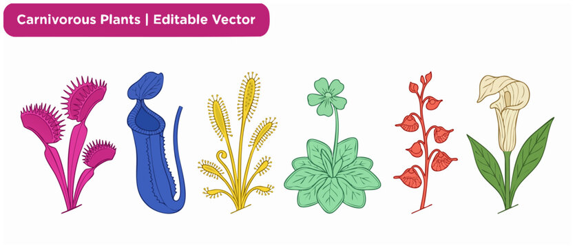Carnivorous plants vector illustration set featuring Venus flytrap, pitcher plant, sundew, and butterwort botanical element designs isolated on white background for education graphic design projects.