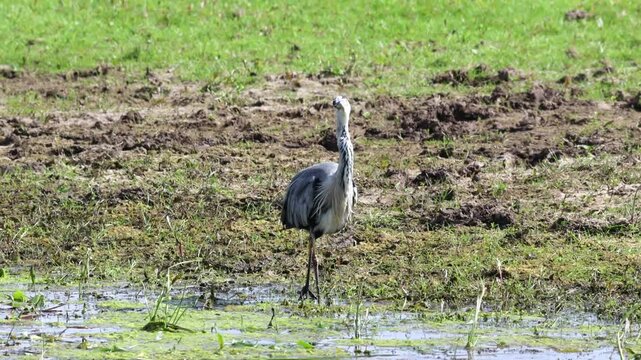 A grey heron on marshy ground, a grey heron trudging through churned-up grass, grey heron on disturbed soil, grey plumage, Ardea cinerea