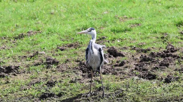 A grey heron on marshy ground, a grey heron trudging through churned-up grass, grey heron then flies away, grey plumage, Ardea cinerea
