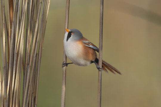 Bearded Reedling - Panurus biarmicus perched among reeds in El Taray, Spain. A male with distinctive black moustache, blue-grey head and warm brown plumage in a tranquil wetland habitat.