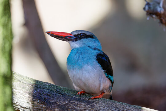 Colorful kingfisher Halcyon senegalensis bird with turquoise-blue plumage and bright red bill perched on weathered branch, side profile, soft blurred background, natural daylight, wildlife close-up.