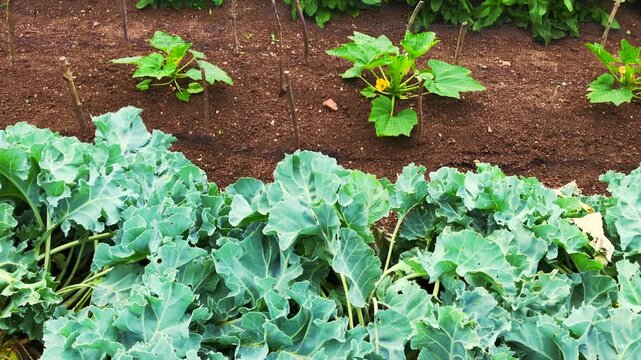 Allotments with growing vegetables