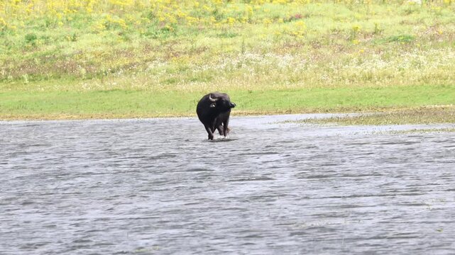 A water buffalo walks through the shallow water, a water buffalo cools its legs in the lake, a water buffalo enjoys bathing in the lake, Bubalus arnee, curved horns