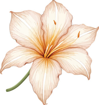 Creamy peach lily flower with green stem