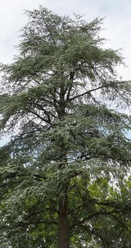 C&egrave;dre de l'Atlas (Cedrus atlantica), arbre majestueux au tronc droit et massif, branches &eacute;tal&eacute;es au feuillage bleu-vert devenant argent&eacute; 
