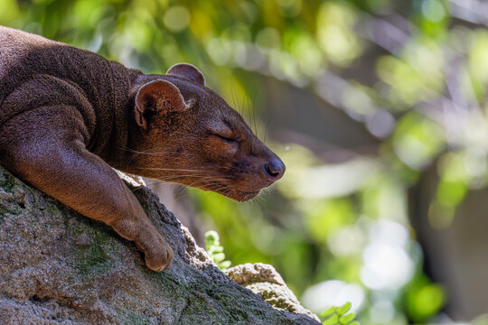 Close-up of a brown cryptoprocta ferox, sleeping on a rock ledge, eyes closed, in soft natural light with green forest bokeh background and shallow depth of field.