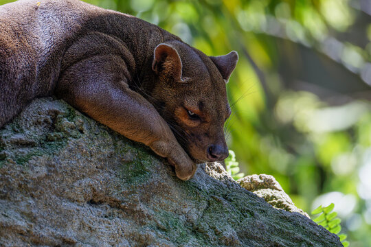 Close-up of a sleeping fossa cryptoprocta ferox, resting on a sunlit rock in tropical forest, soft green bokeh background, relaxed wildlife scene.