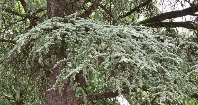 Branche tabulaire d'un c&egrave;dre de l'Atlas (Cedrus atlantica) form&eacute; de rameaux retombant en arques recouverts d'un feuillage en forme d'aiguilles courtes de couleur argent&eacute;e

