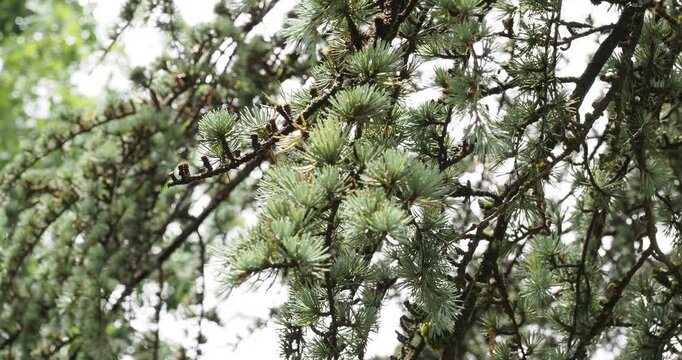 Cedrus atlantica | C&egrave;dre de l'atlas - C&egrave;dre argent&eacute; - C&egrave;dre bleu. Rameaux pendant lourdement couvert d'un feuillage en aiguilles vert argent&eacute; secou&eacute; par un l&eacute;ger souffle du vent