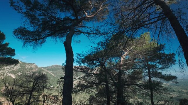 Pine trees silhouetted against blue sky over rugged mountain landscape