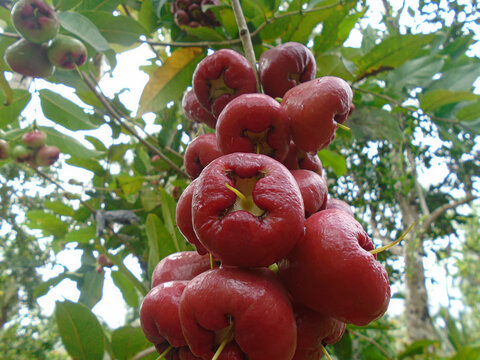 Cluster of ripe red water apple fruits hanging on a tree branch