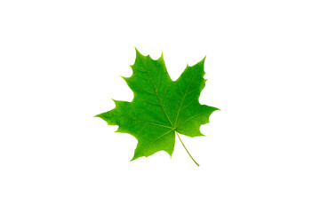 Fototapeta premium Bright green maple leaf isolated on white background. Fresh natural foliage with detailed texture for ecology, seasonal, organic and botanical concept.