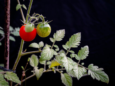 Huerto Urbano: tomatera con tomates cherry