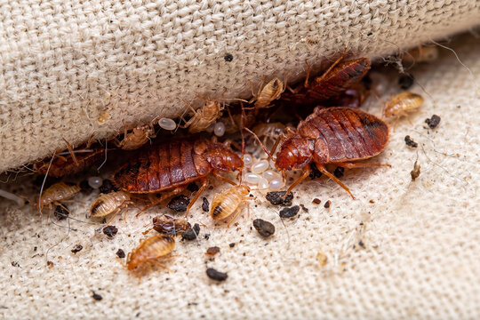 A close-up of a bed bug infestation with adults, nymphs, and eggs on a fabric seam