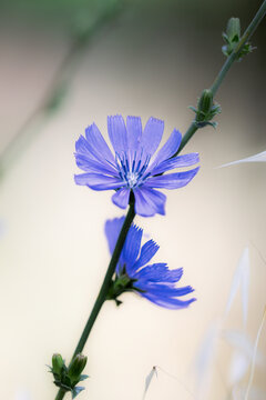 wild chicory in the morning light