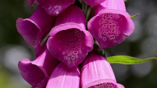 Closeup of Foxglove flowers, Digitalis purpurea. Summer. UK