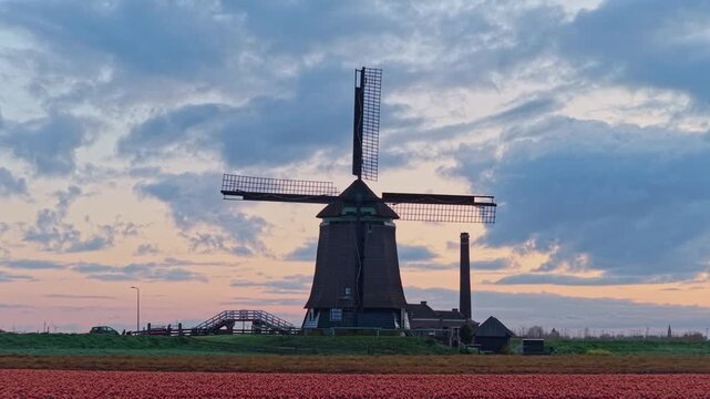 Majestic old windmill silhouetted against a colorful sunset sky. The camera reveals a stunning field of vibrant red tulips in full bloom
