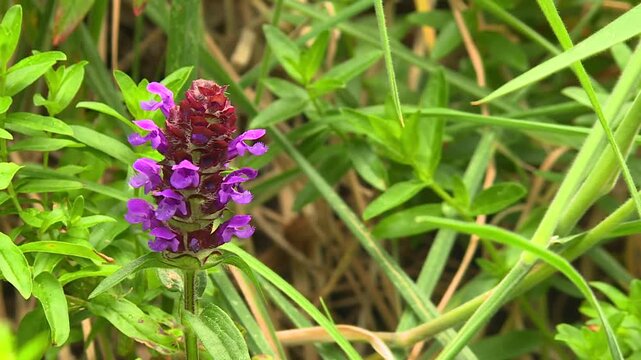 Close-up Of Purple Self-Heal Wildflower Blooming Among Green Grass.