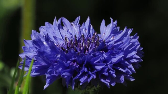Blue cornflowers (Centaurea cyanus), close up UK, Europe
