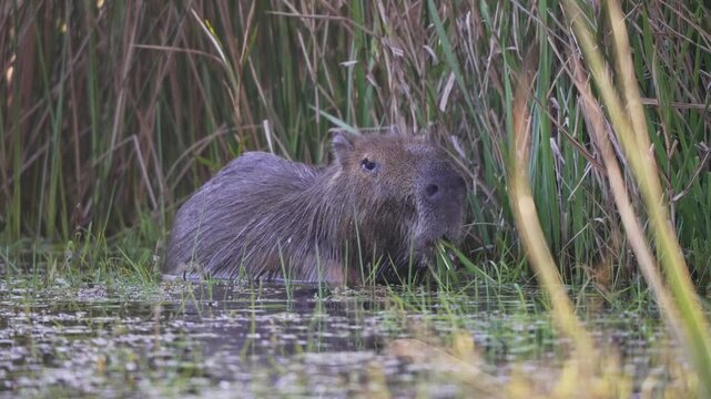 A capybara feeds on lush reeds while partially submerged in a marsh. Ideal for wildlife documentaries or educational content.