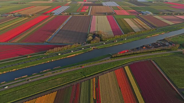 Breathtaking aerial footage flying over colorful tulip fields and canals in the netherlands. Beautiful spring landscape and floriculture