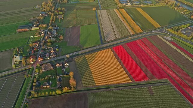 Colorful aerial perspective of vibrant dutch tulip fields near a small village. Beautiful blooming flowers creating geometric patterns on the ground