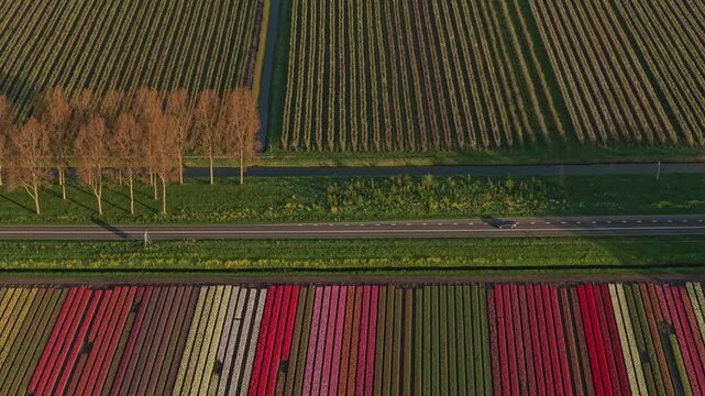 Picturesque aerial perspective flying over vibrant tulip fields in the netherlands. Colorful rows of blooming flowers create a stunning landscape