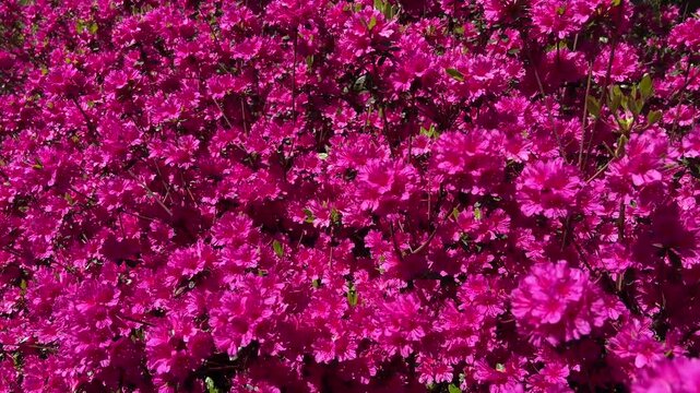 Close-up view of vibrant pink azalea flowers blooming densely in a garden during spring. Bright magenta blossoms create a colorful floral background with natural sunlight and lush seasonal growth.