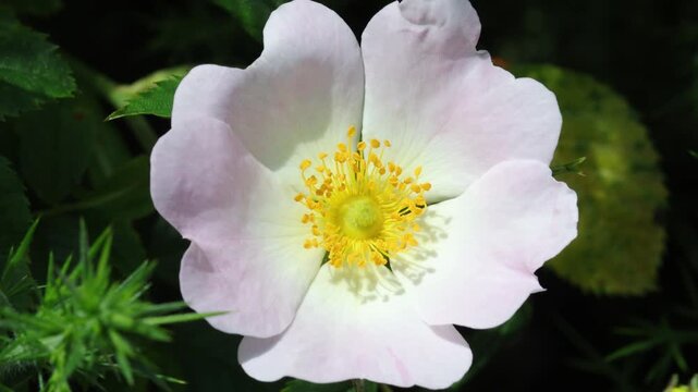 A Dog Rose flower, Rosa canina, in a hedgerow in late Spring. UK