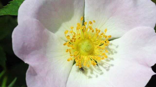 A small Fly on a Dog Rose flower, Rosa canina. Other common names include, Dog Berry and Witches&rsquo; Briar