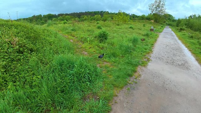 Eurasian coot walking in the lush green grass next to a pathway in a rural park setting