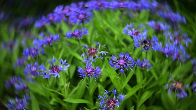 Blue cornflowers with dreamy swirling bokeh