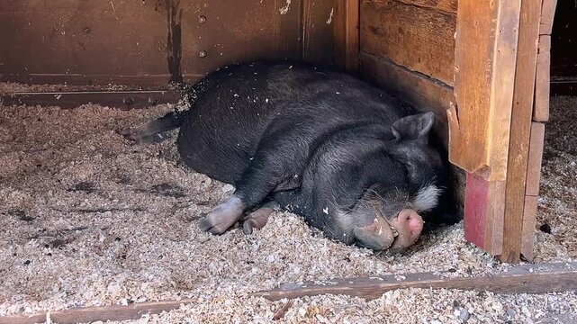 A black pig sleeps peacefully on a bed of wood shavings inside a rustic wooden barn stall, creating a calm and cozy farm animal scene.