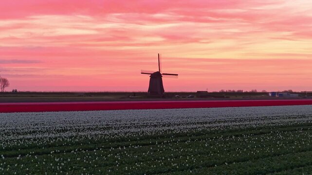 Vibrant tulip fields glowing under a dramatic pink sunset in the netherlands. A traditional dutch windmill stands silhouetted against the sky