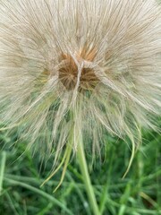 Fototapeta premium dandelion in the grass