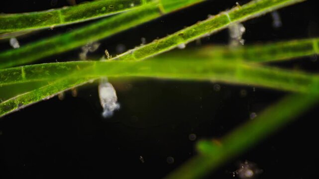 Small aquatic creature filters suspended microdebris beneath leaves