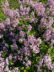 Obraz premium Blooming lilac shrub covered with fragrant purple flowers creating vibrant spring garden scenery