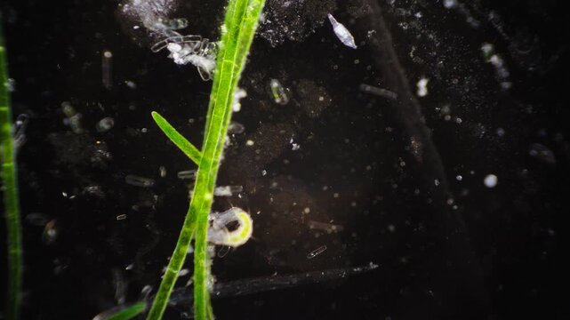 Embryonic stages seen in microscopic freshwater snail eggs within moss