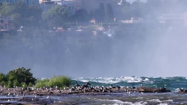 Wild bird colony at the top of Niagara Falls, Canada