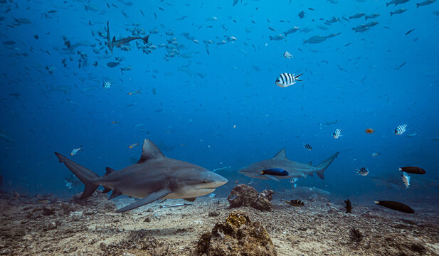 Shark feeding underwater background