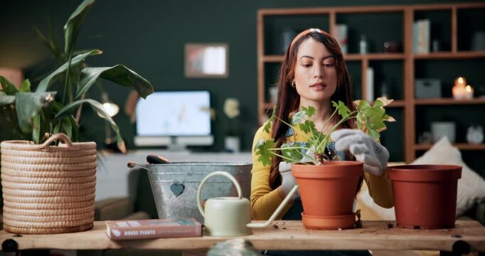 Plants, home and woman check leaves for maintenance, hobby and prune for floral growth. Eco friendly, house and person with tools for indoor gardening, botany and inspection for houseplant health