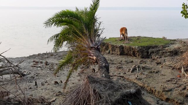 A whole date palm tree lies uprooted from the ground in an area affected by river erosion along the coast.