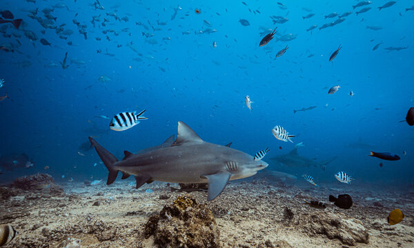 Shark feeding underwater background