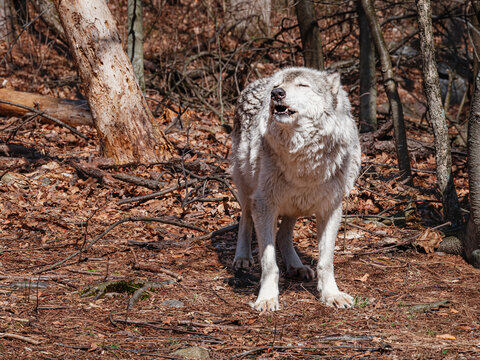 Gray Wolf Vocalizing in Woodland Habitat | The Fake Howler