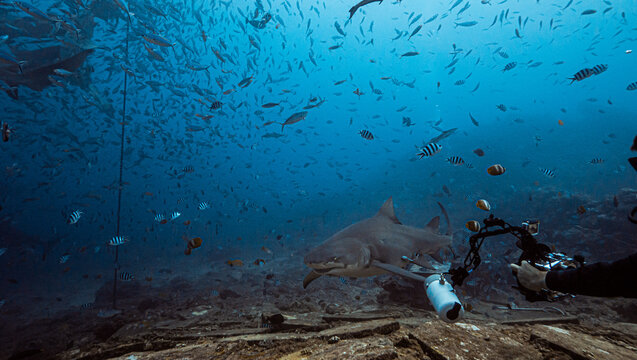 Lemon Shark Approaching Underwater Camera with Diver in Fiji Wat