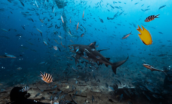 Shark feeding underwater background