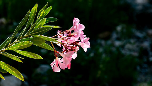 Nerium oleander o adelfa, baladre, laurel de flor, rosa laurel, trinitaria y en algunos casos como laurel romano.