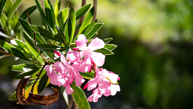 Nerium oleander o adelfa, baladre, laurel de flor, rosa laurel, trinitaria y en algunos casos como laurel romano.